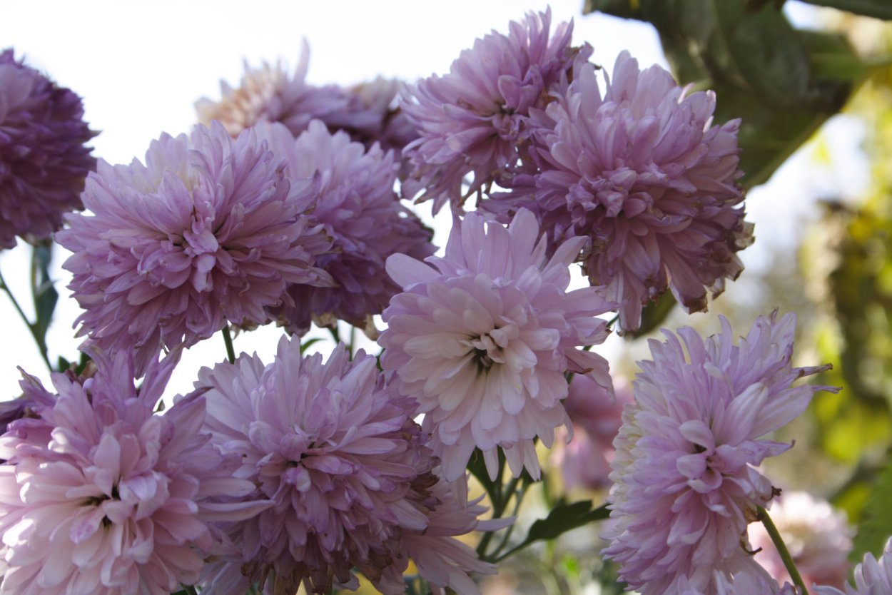 Хризантема корейская дальневосточница