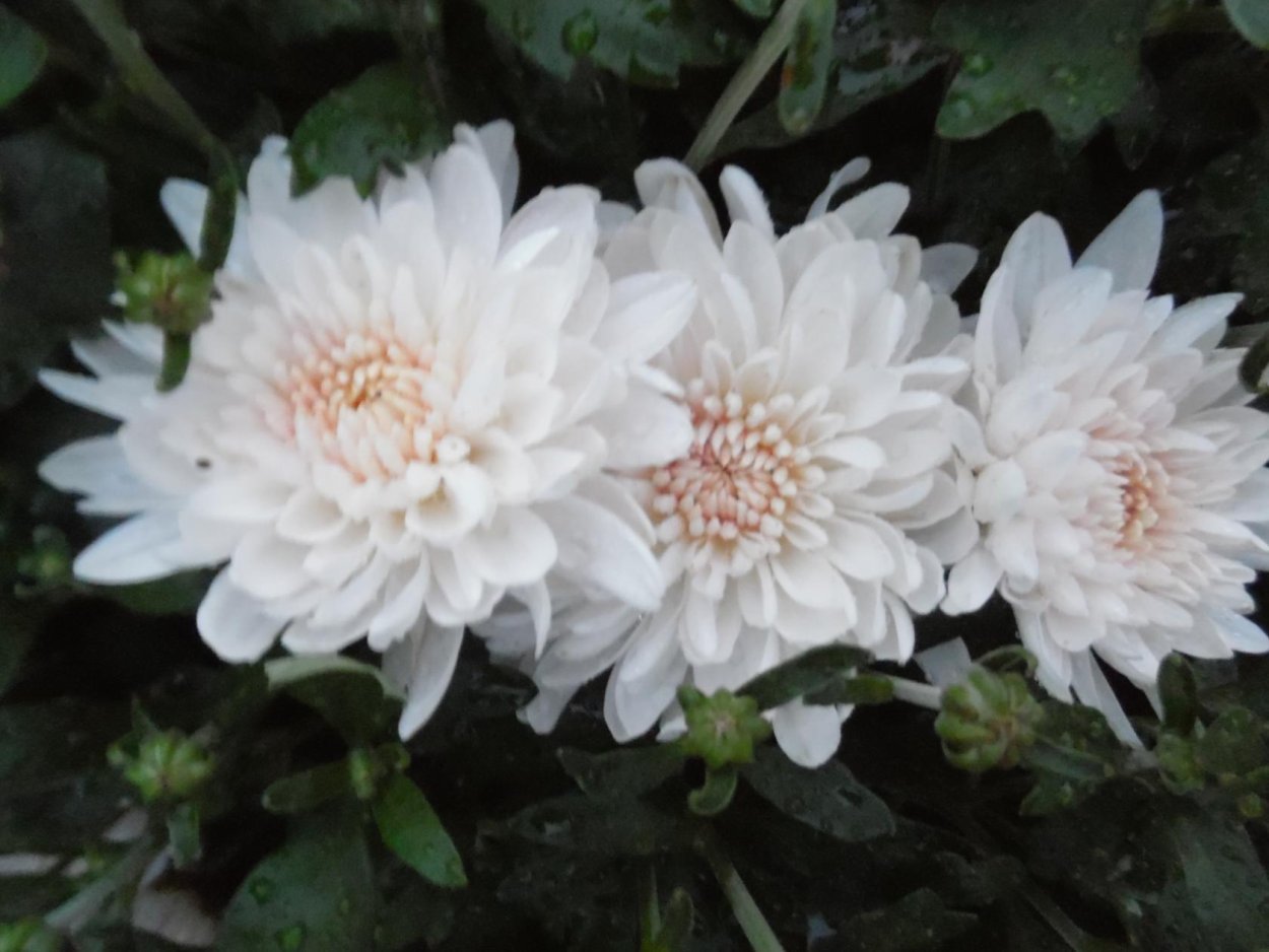 Хризантема Ванилла