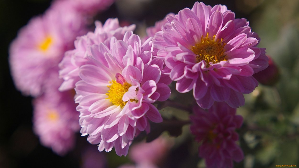 Хризантема индийская Фуджи бронз