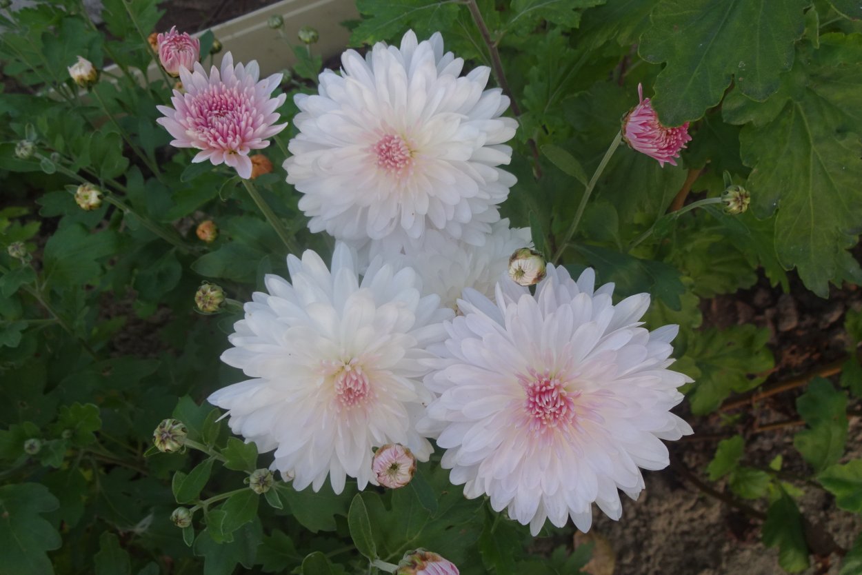 Хризантема сорт Яблоневый цвет