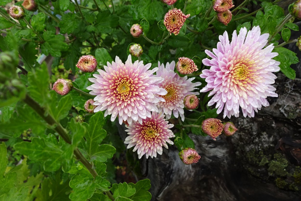 Хризантема индийская Фуджи бронз