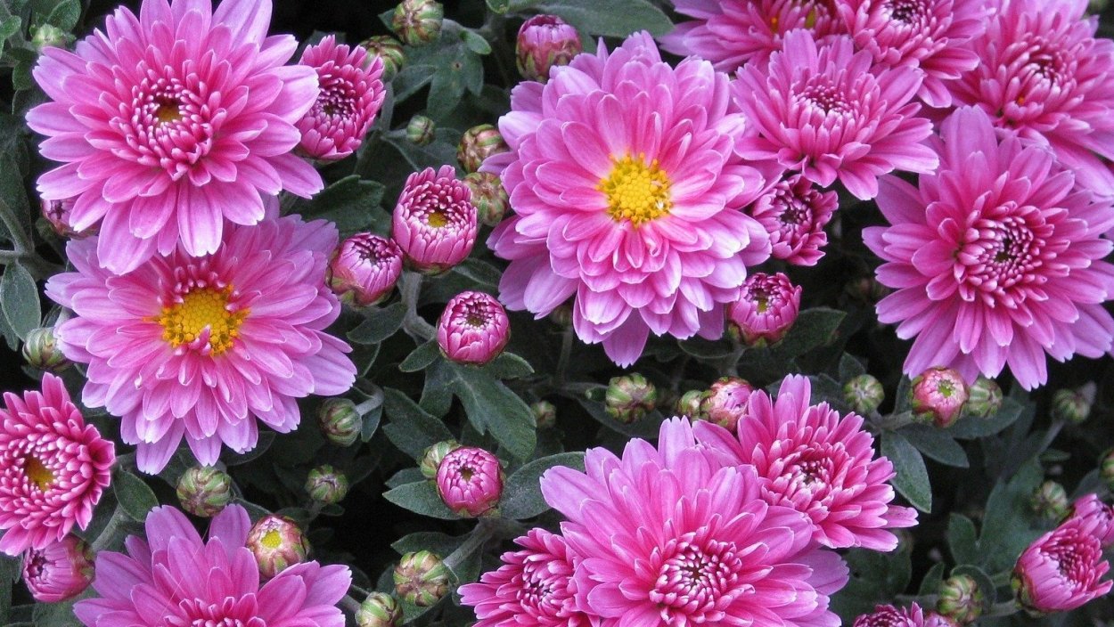 Хризантема Эвелин Буш