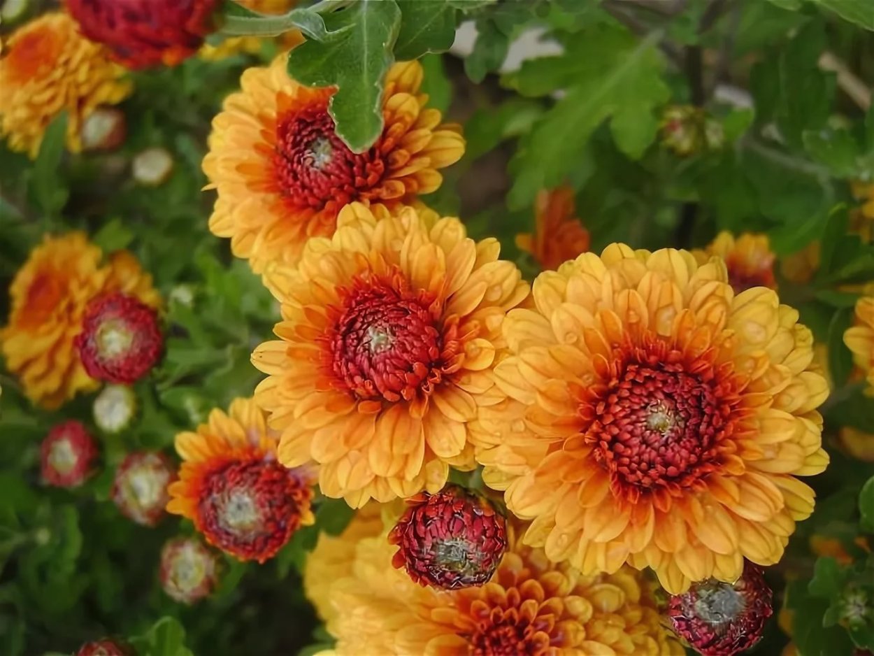 Хризантема корейская плутония