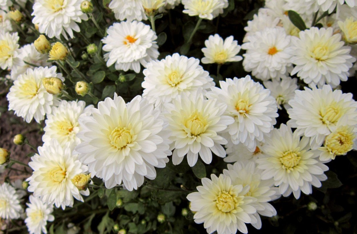 Хризантемы Reflex