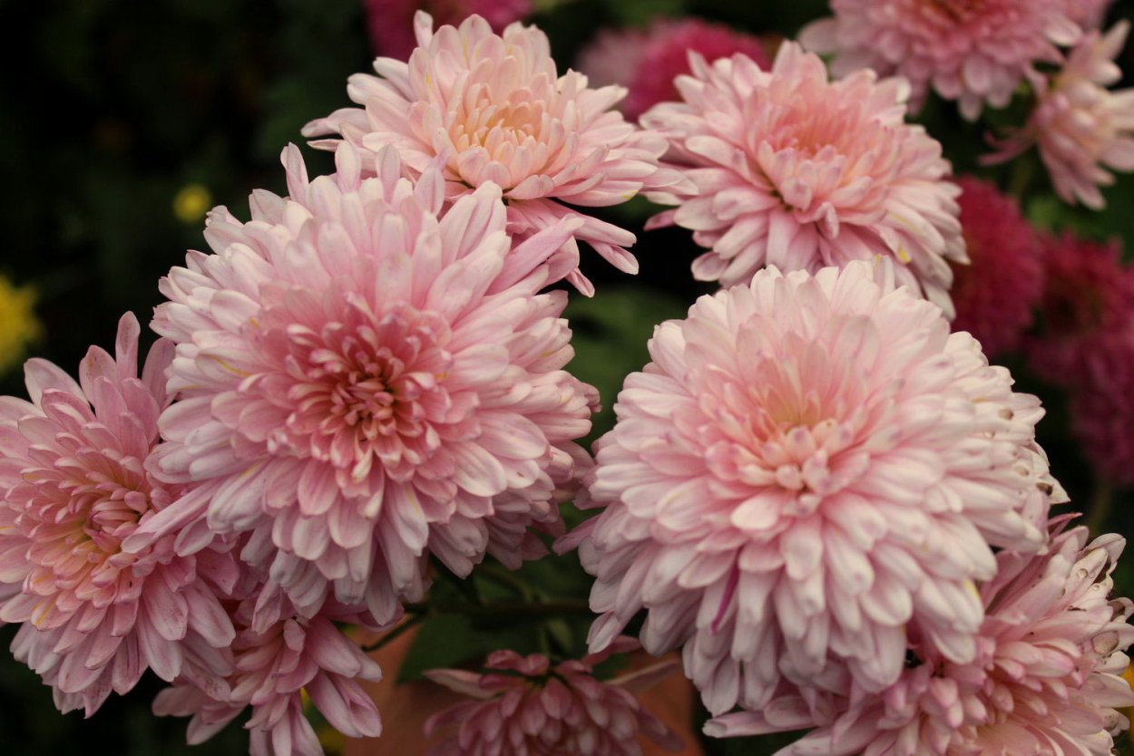 Хризантема бомбардино