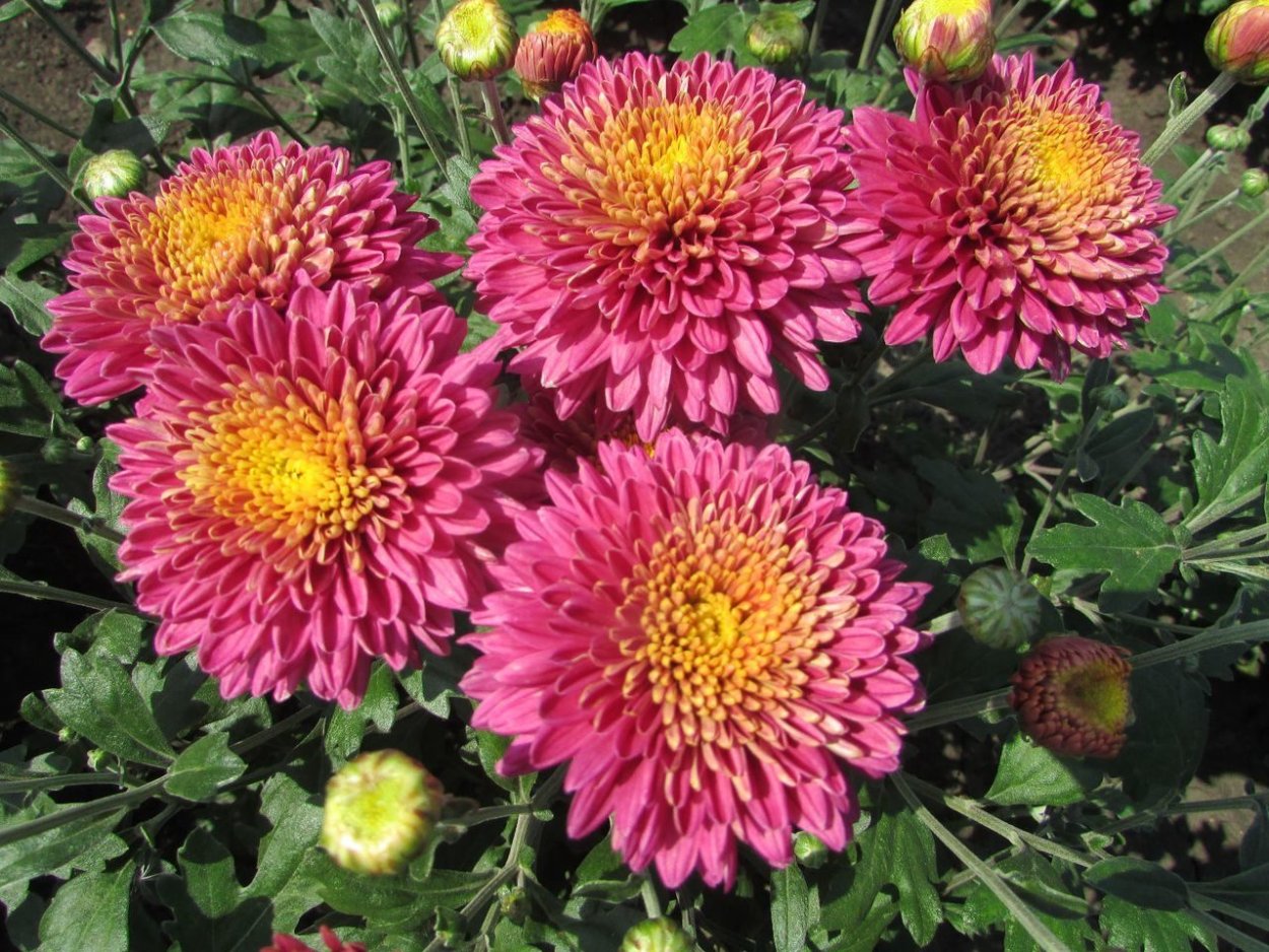 Хризантема корейская Амбрия