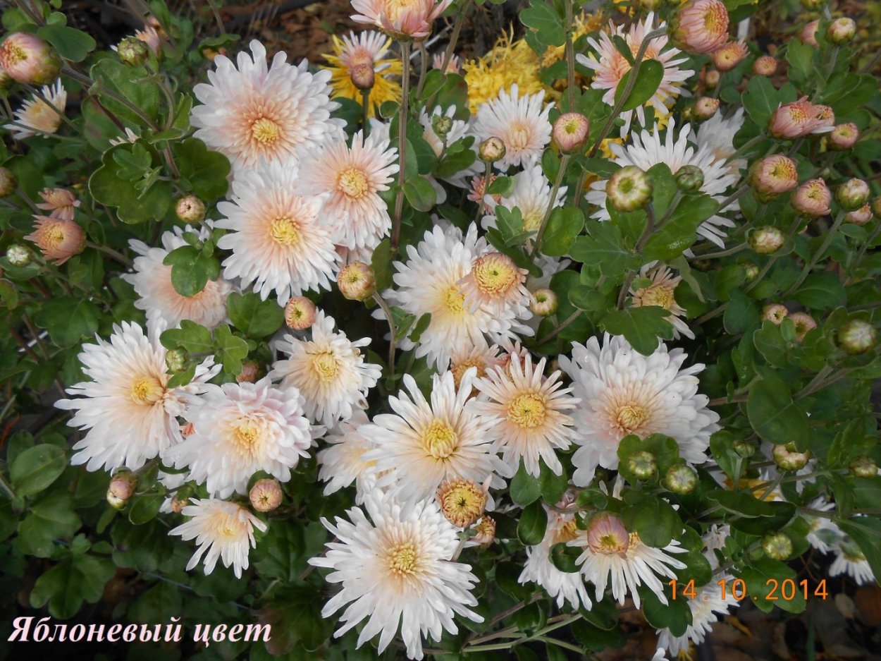 Хризантема корейская Линда