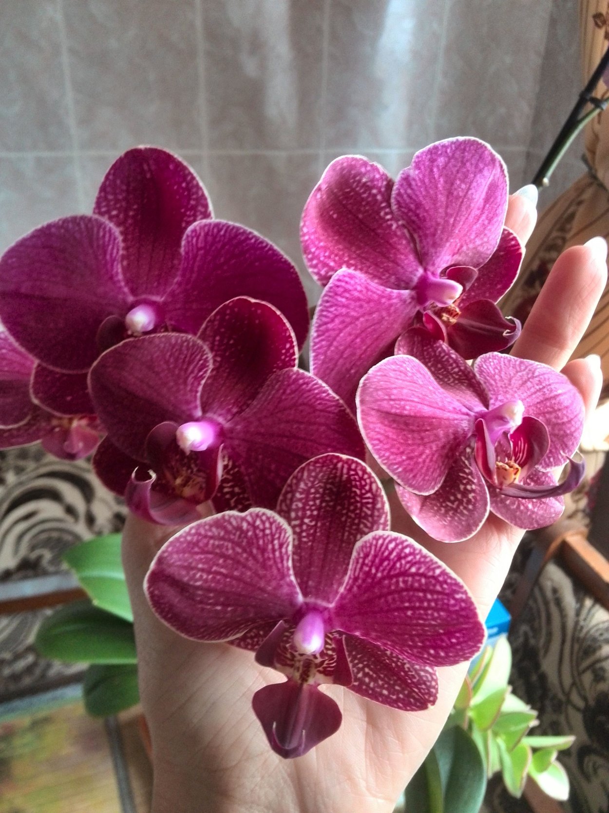 Орхидея Phalaenopsis Kimono