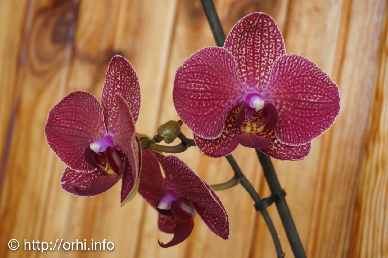 Фаленопсис Taida salu