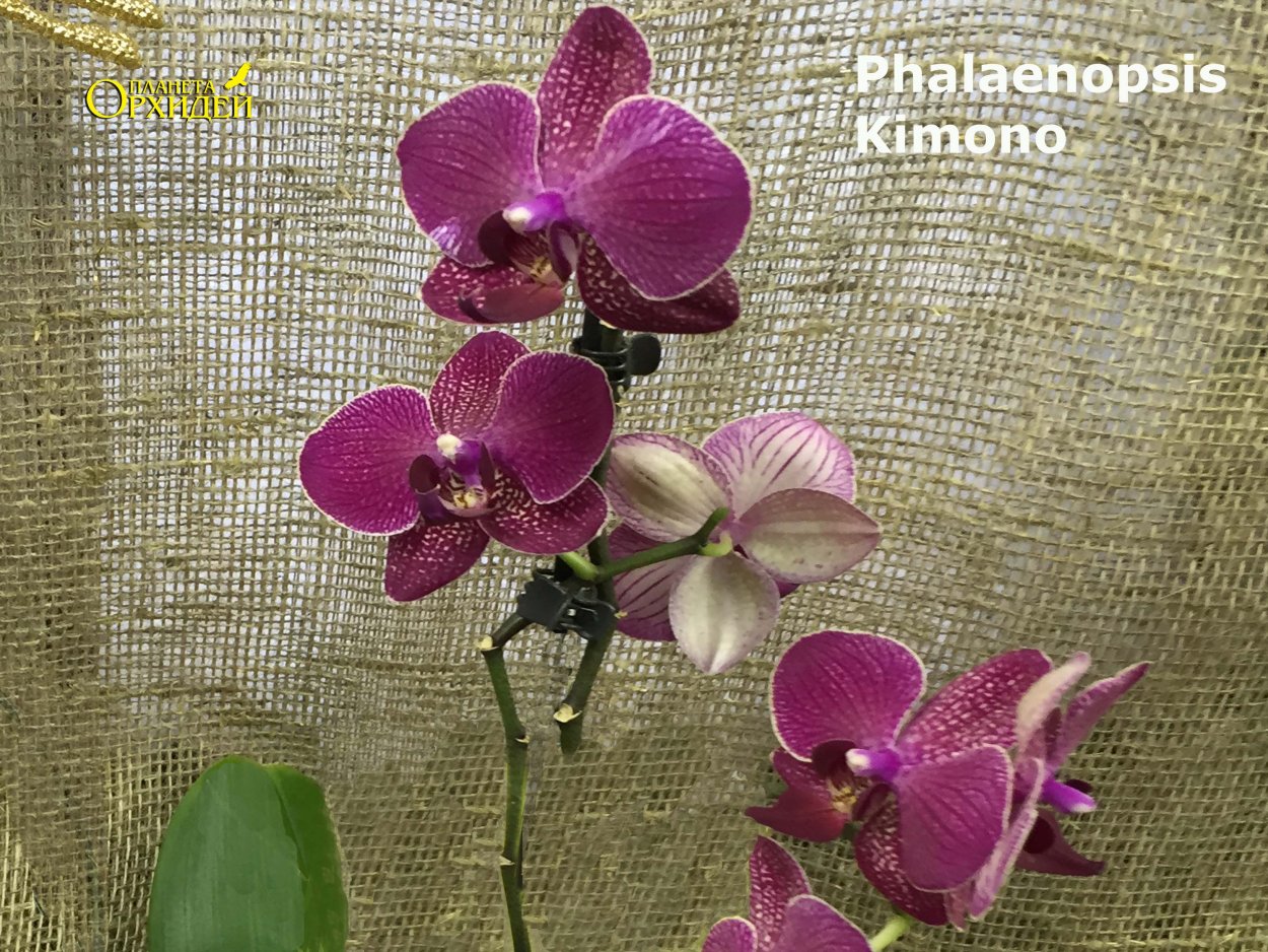 Орхидея фаленопсис Phal Kimono
