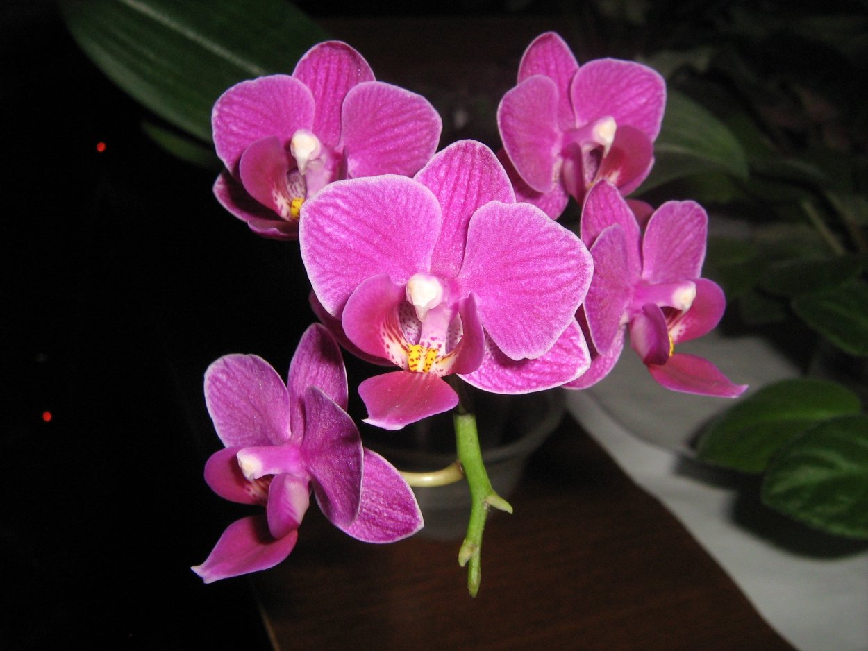 Фаленопсис Лоу