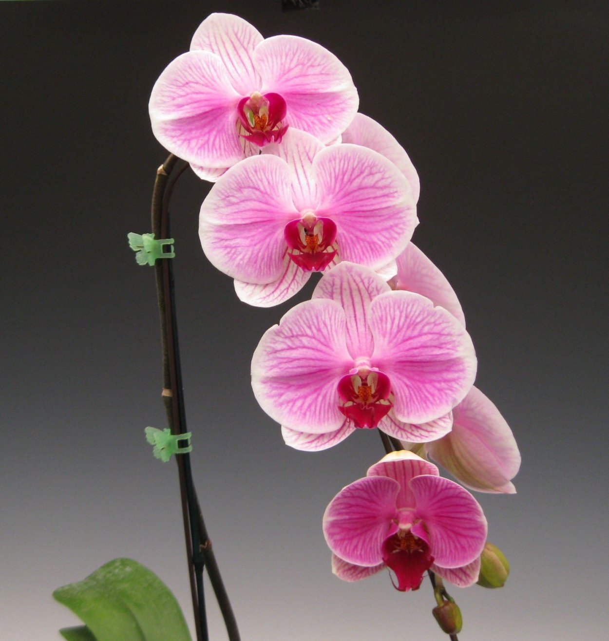 Фаленопсис красный