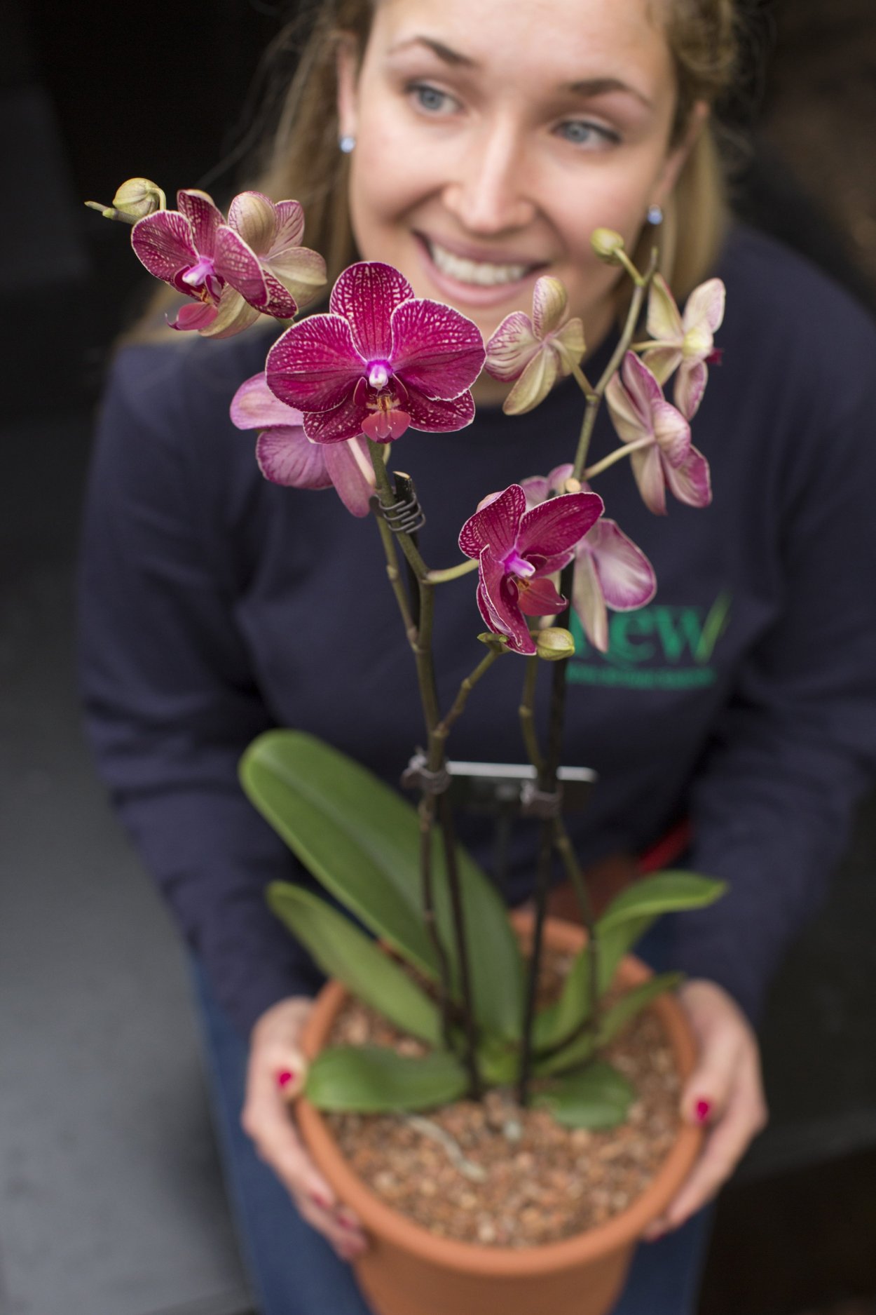 Фаленопсис Lee 1019