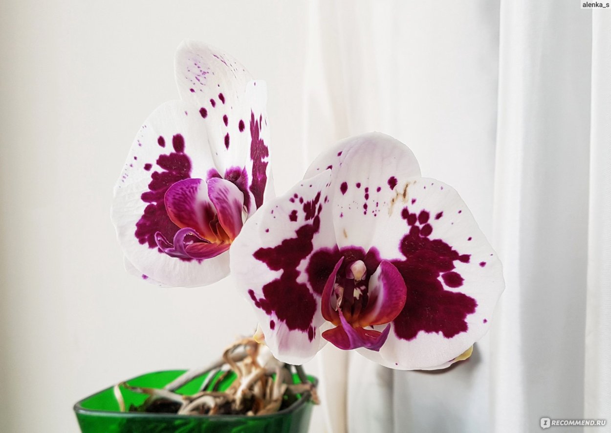 Фаленопсис пелорик