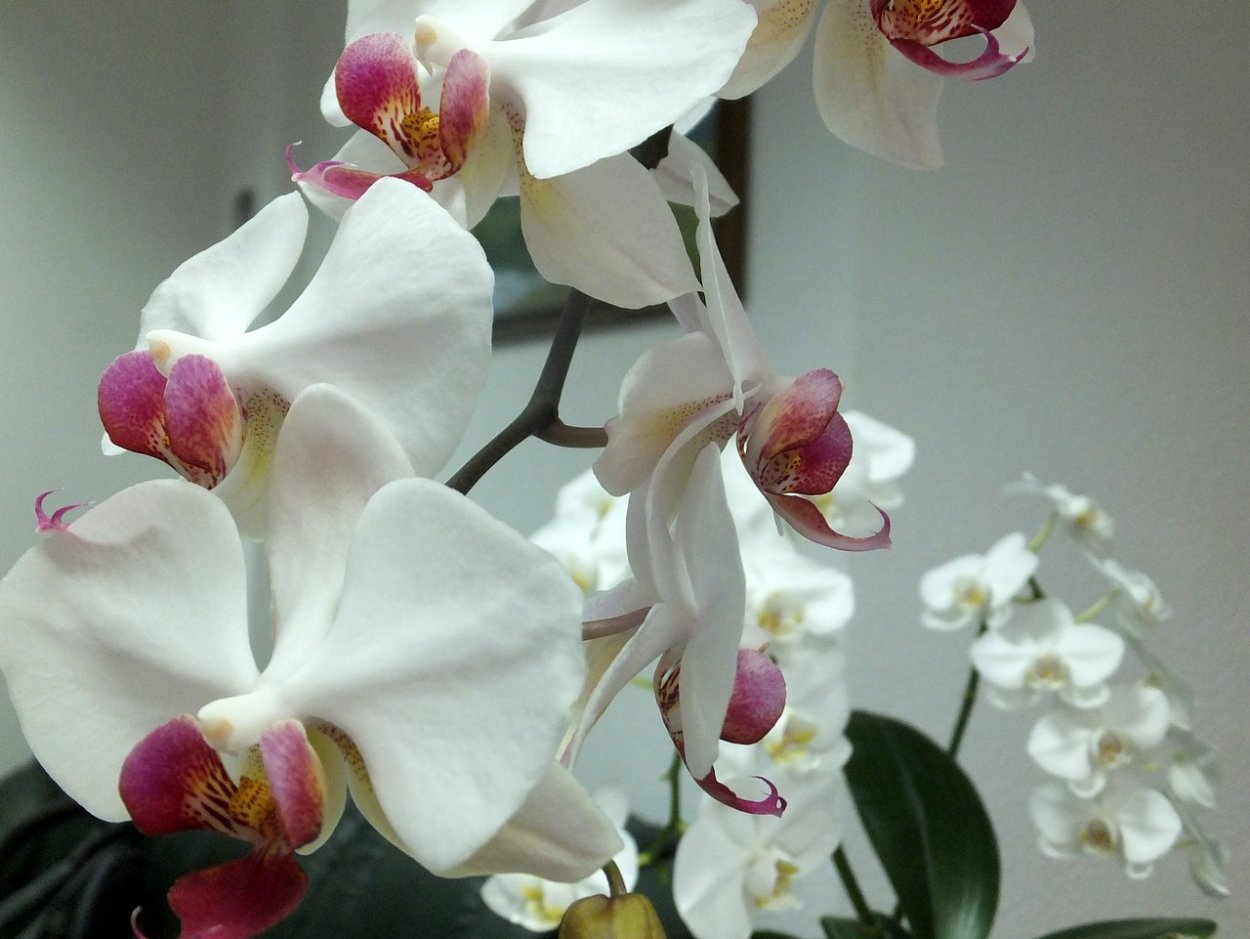 Пандора Орхидея фаленопсис