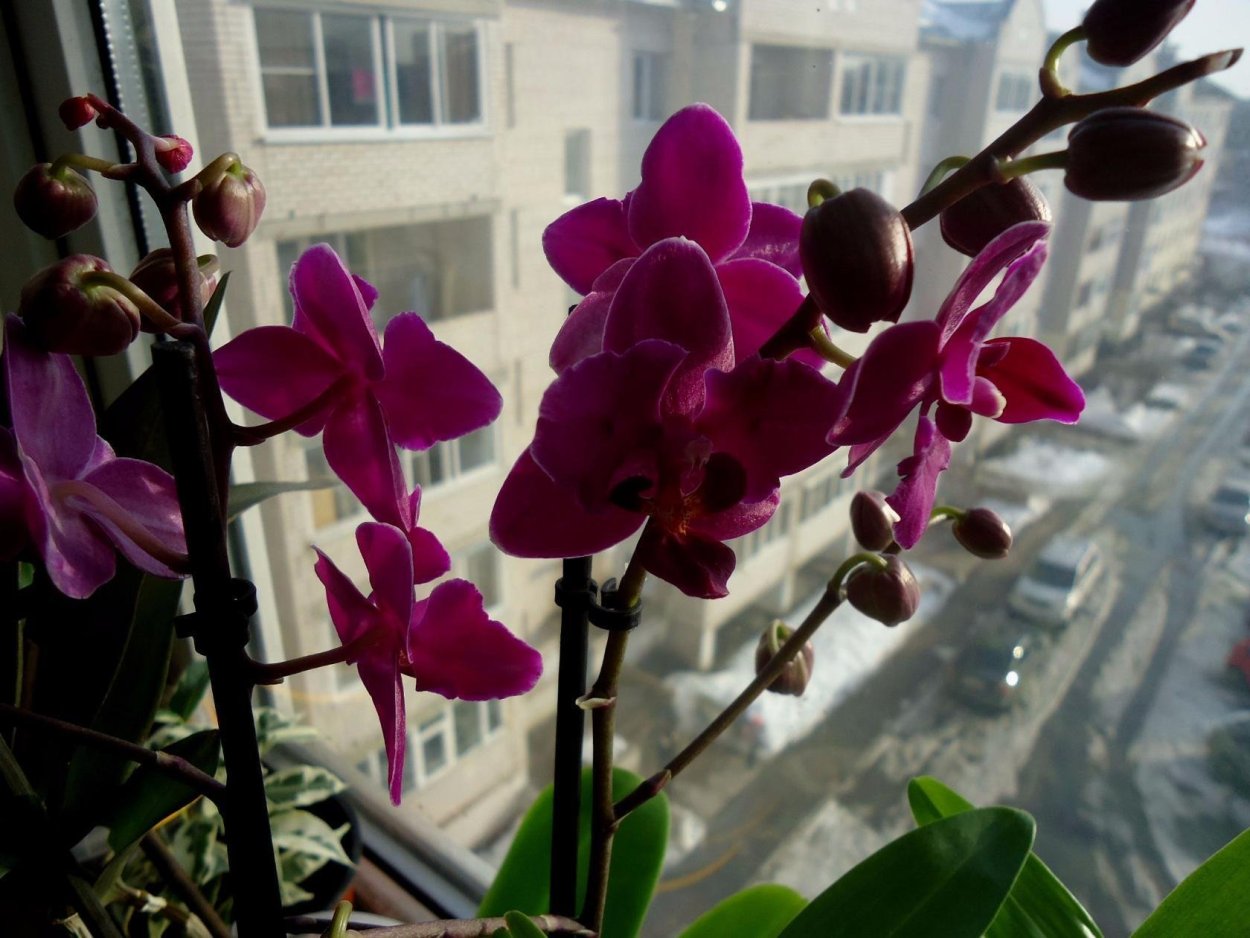 Фаленопсис джакаранда