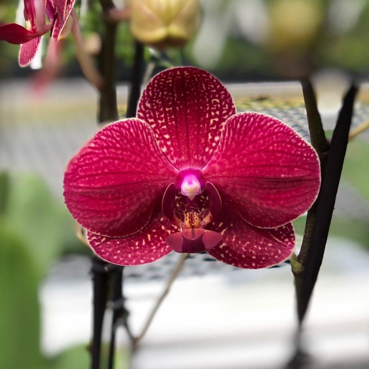 Phal Kimono