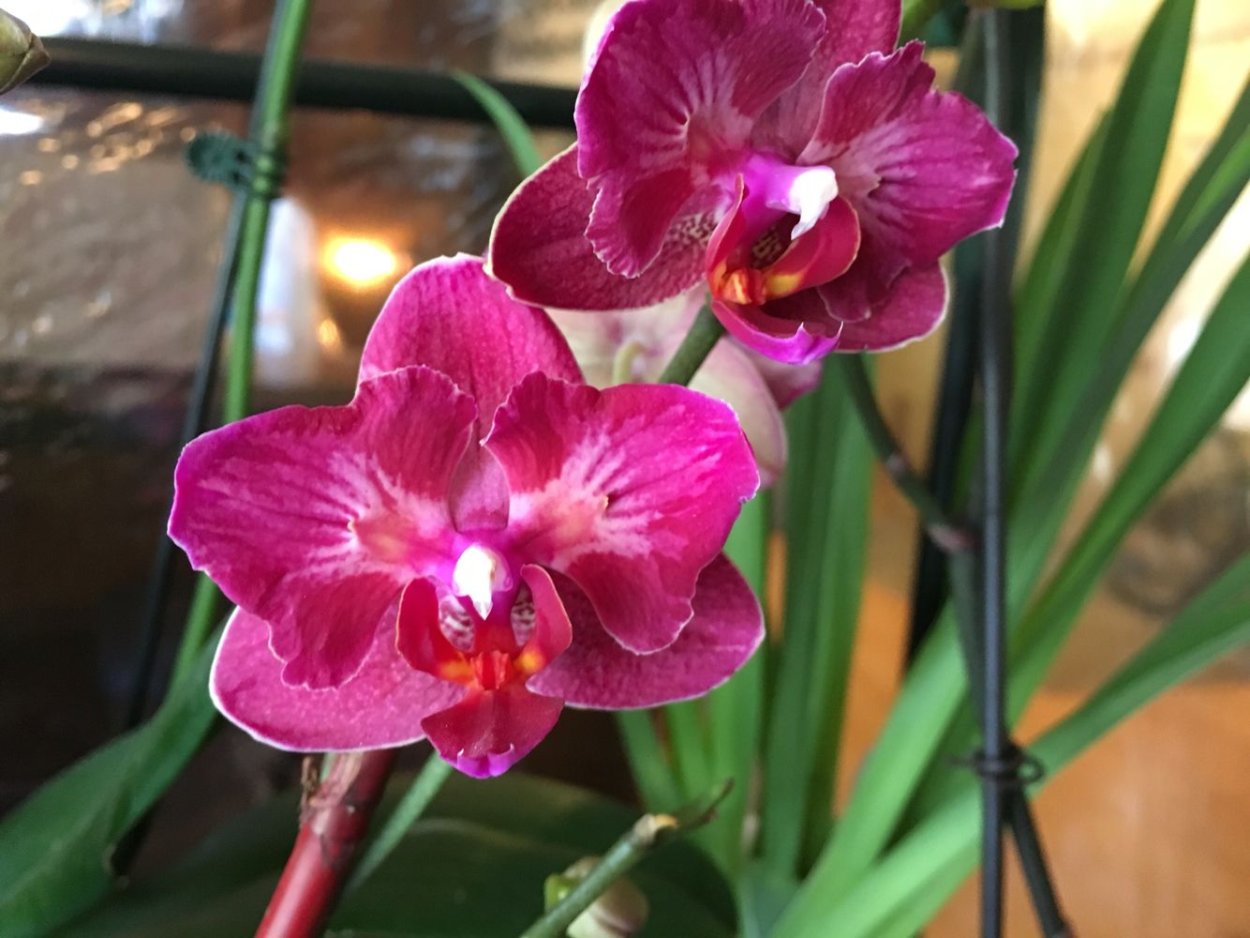 Фаленопсис Претти