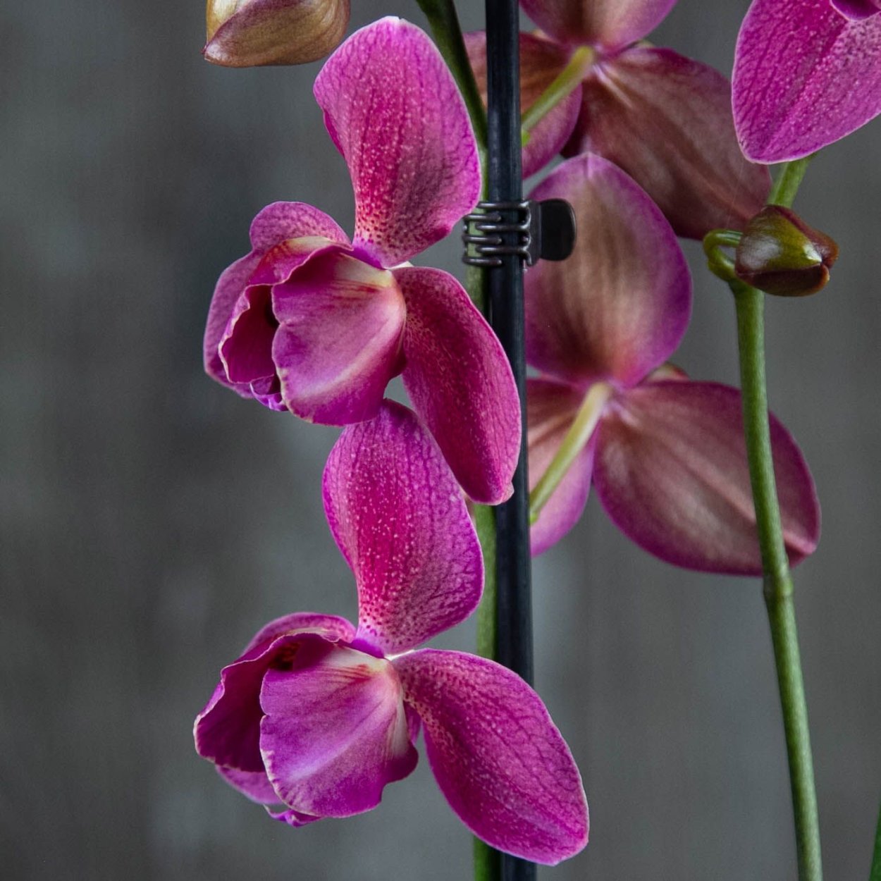 Орхидея Мальва фаленопсис