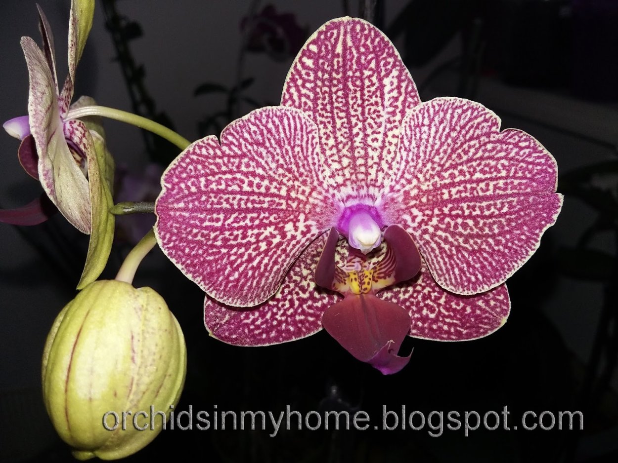 Орхидея кимоно фаленопсис