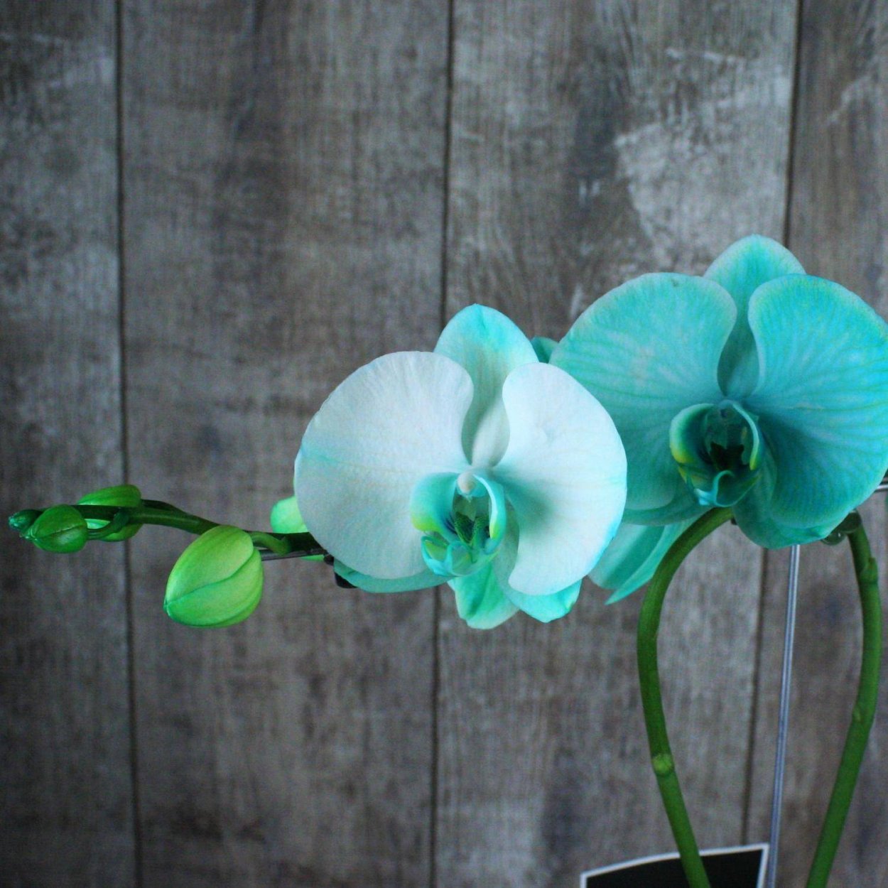 Фаленопсис Калипсо Пелор