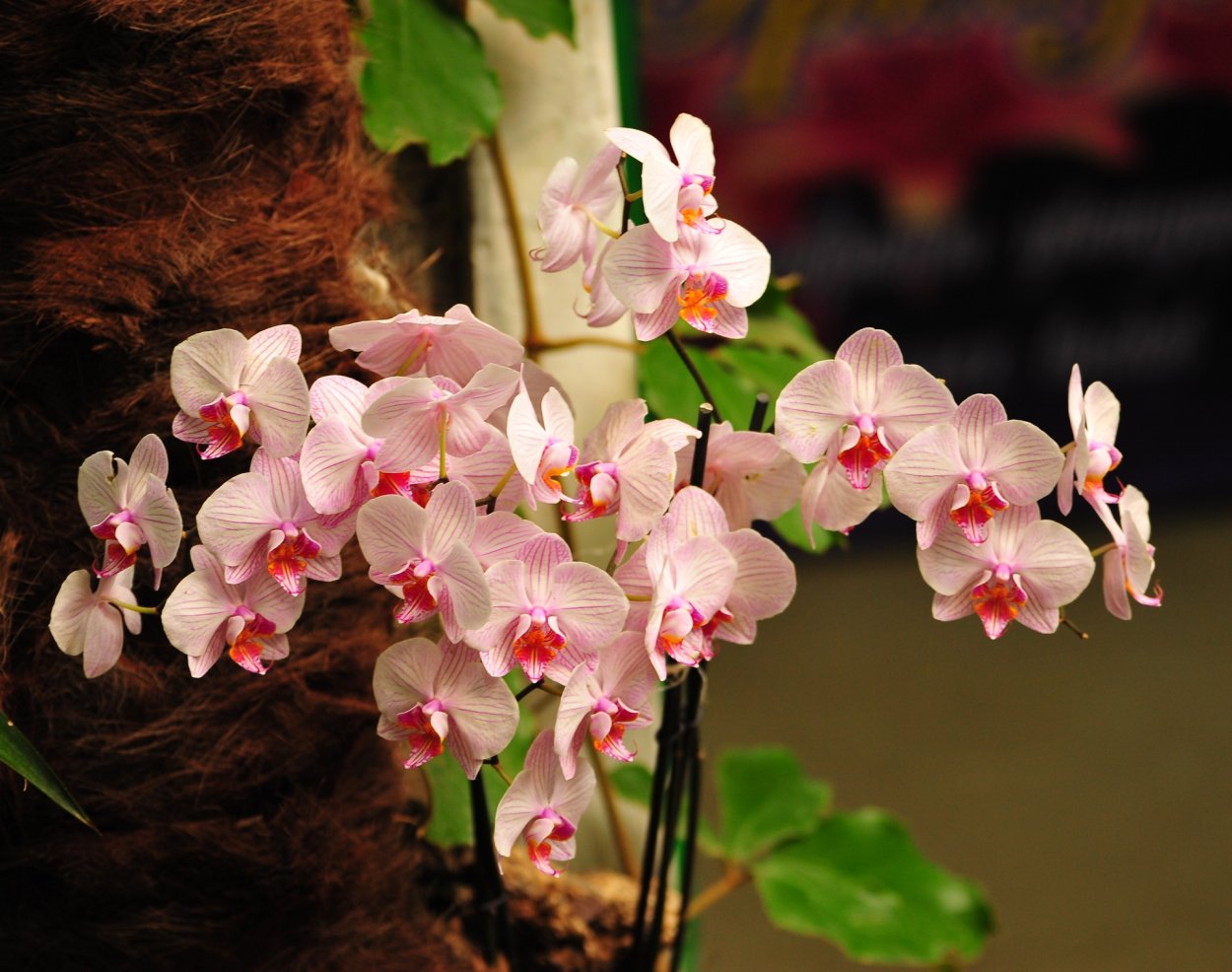 Фаленопсис Catalina