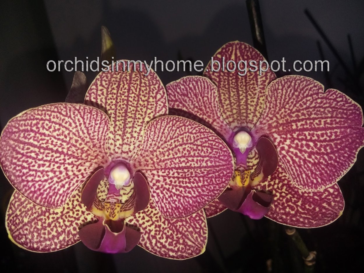 Орхидея фаленопсис пелорик