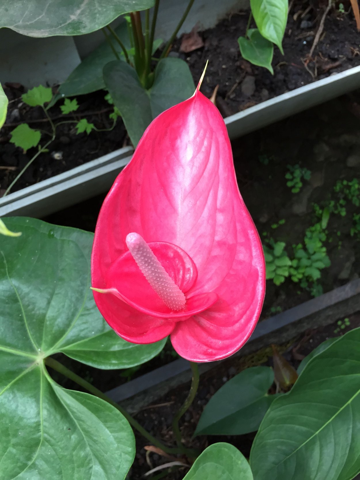 Антуриум Ариса