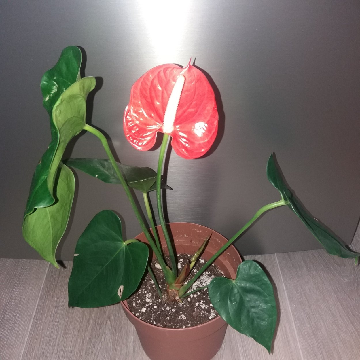 Антуриум Париж оранж