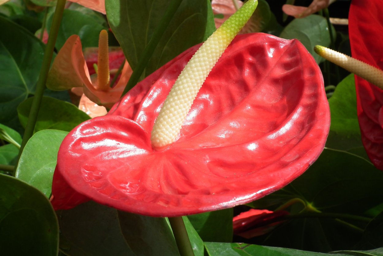 Антуриум Фламинго