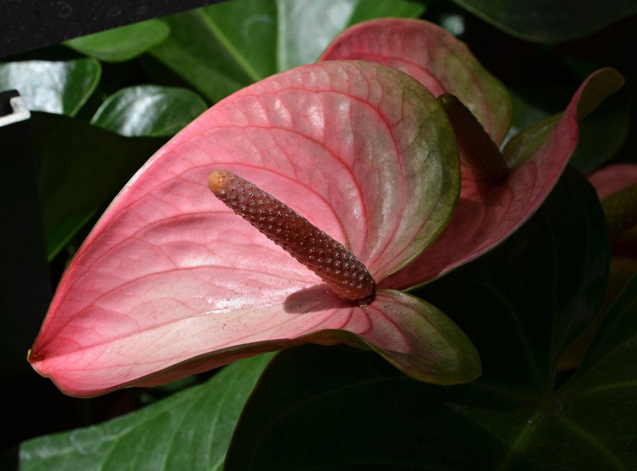 Антуриум Mystique