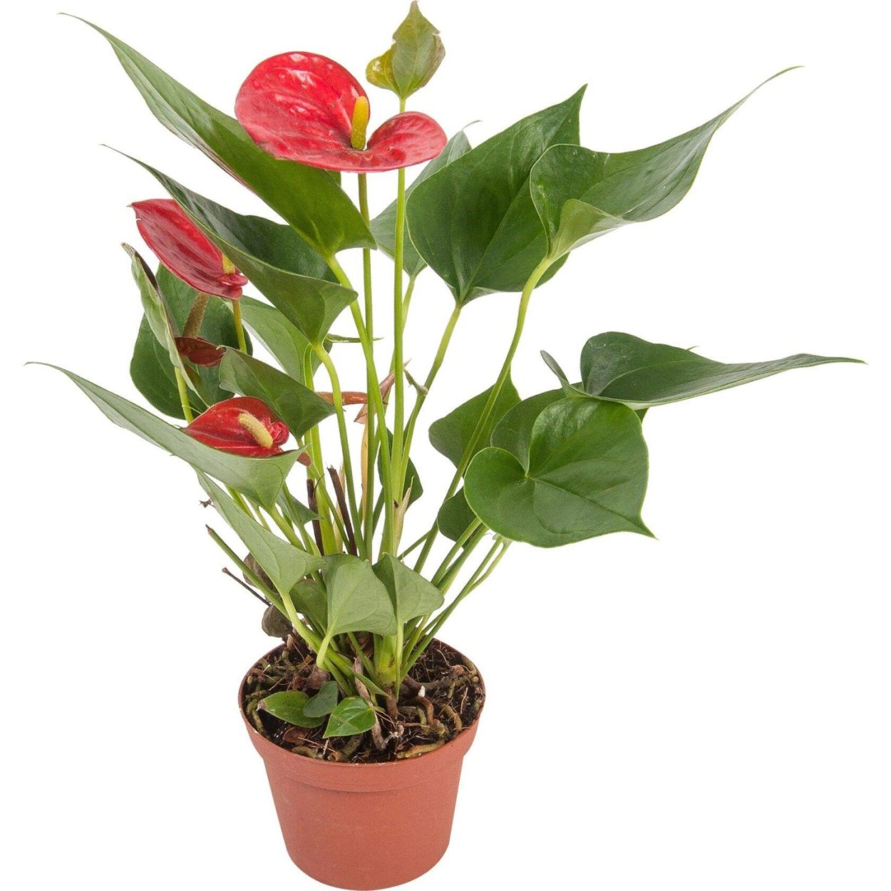 Спатифиллум и Антуриум