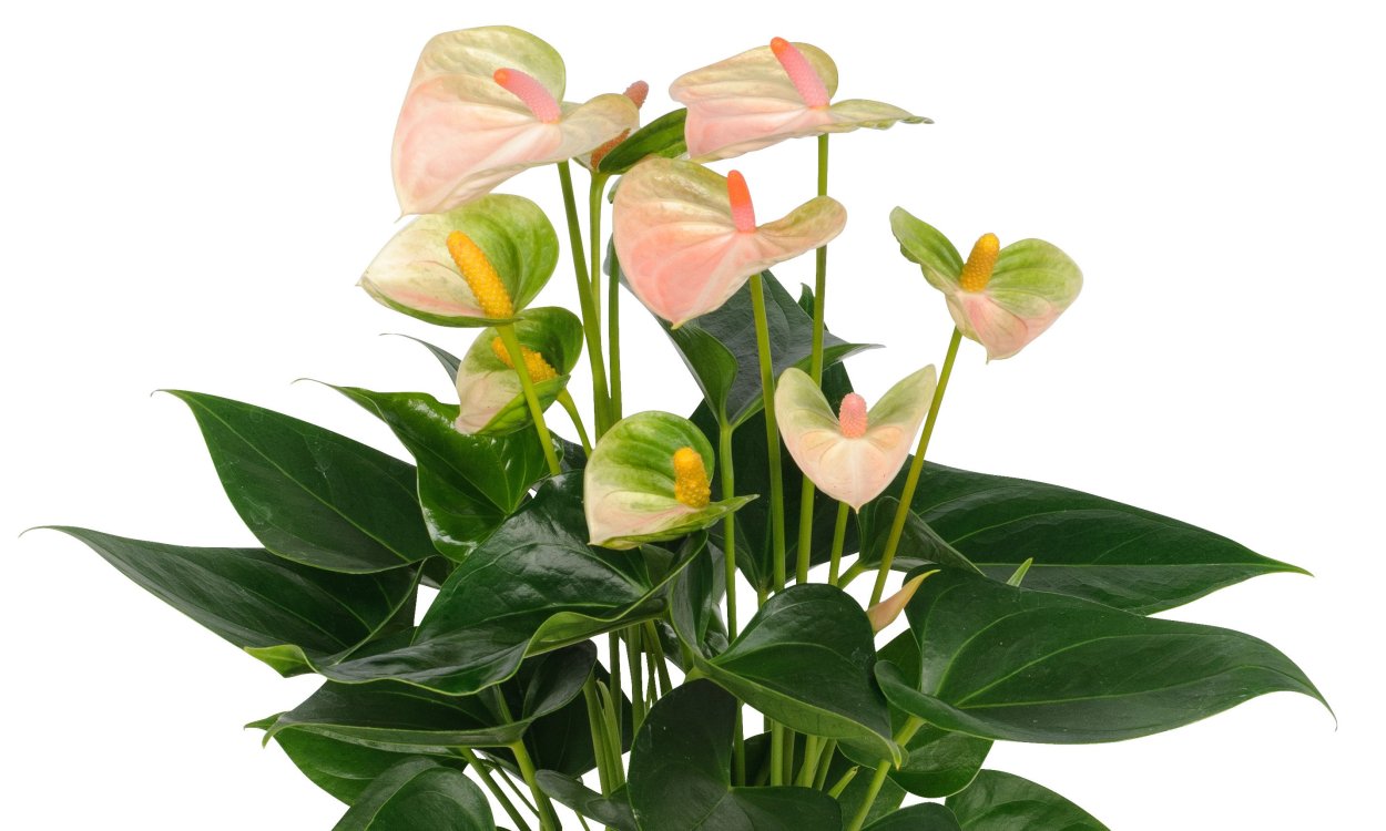 Таблица сортов антуриума