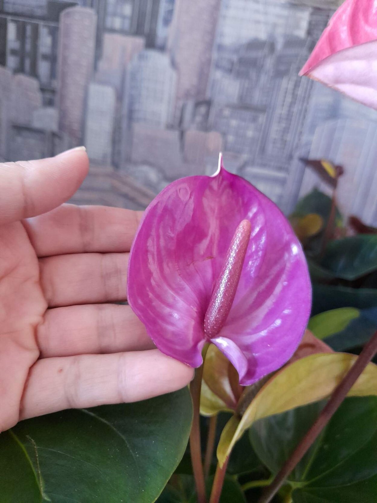 Антуриум коралловый