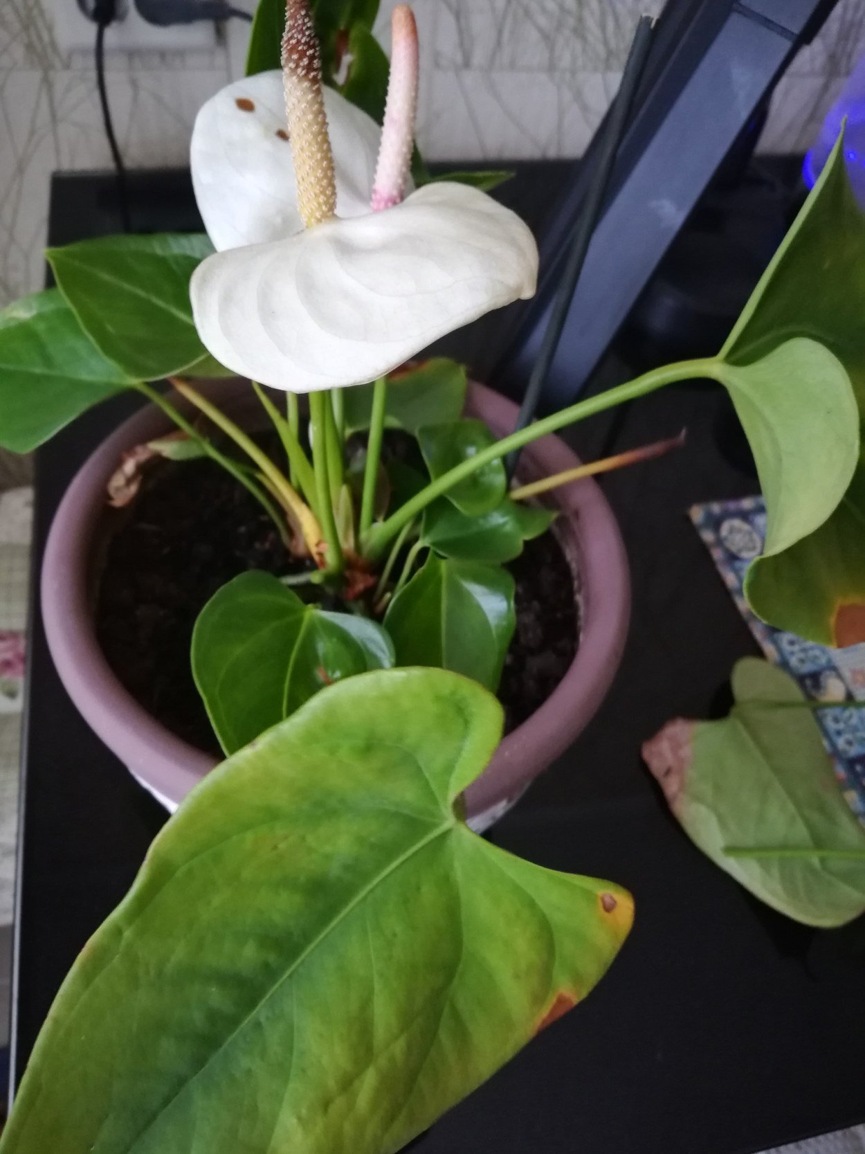 Антуриум Джоли пульс