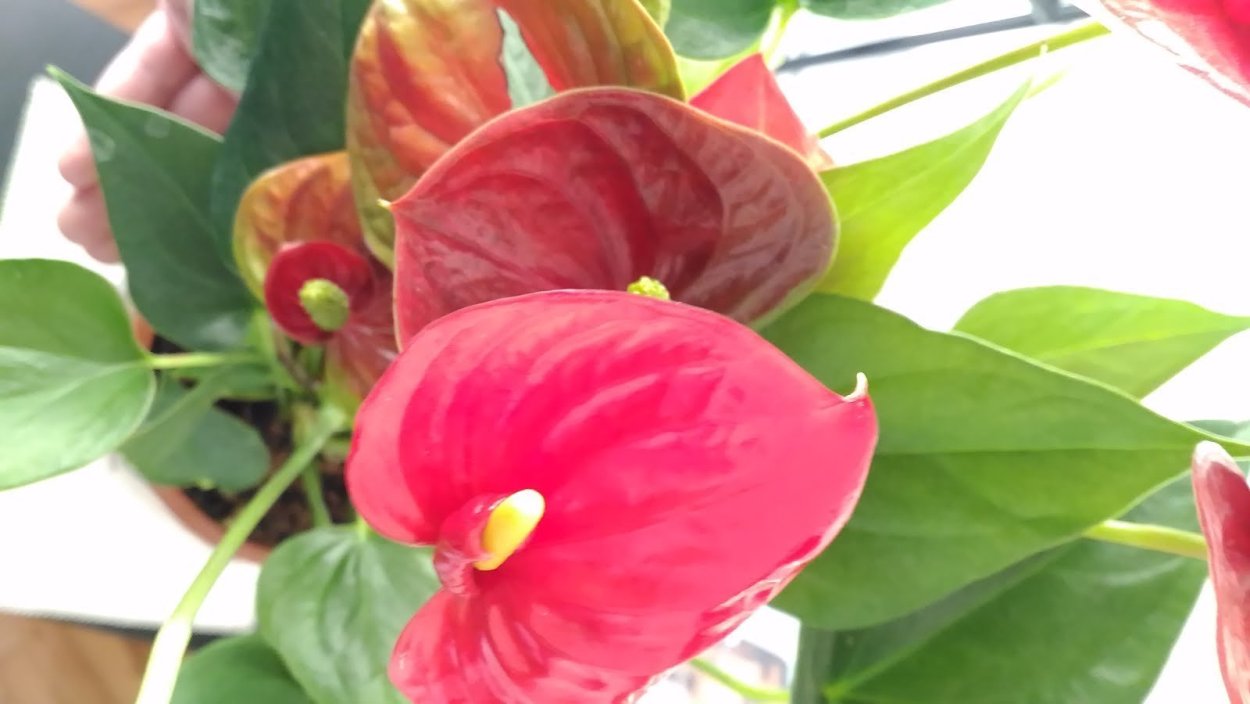 Антуриум Адиос спринг