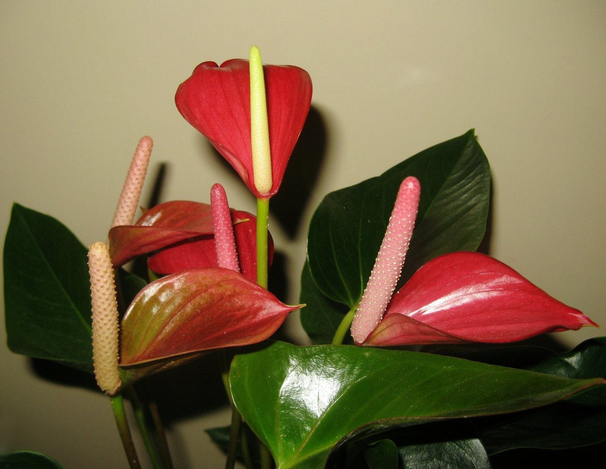 Антуриум малиновый