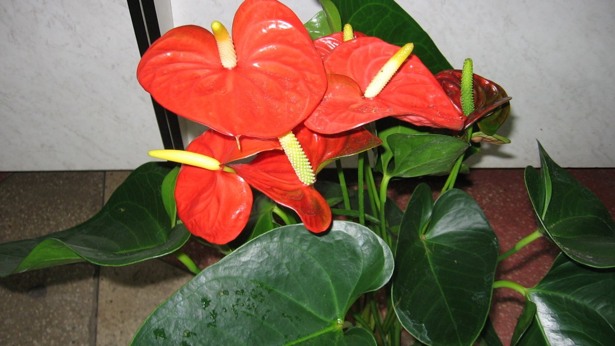 Антуриум Андре Кентукки