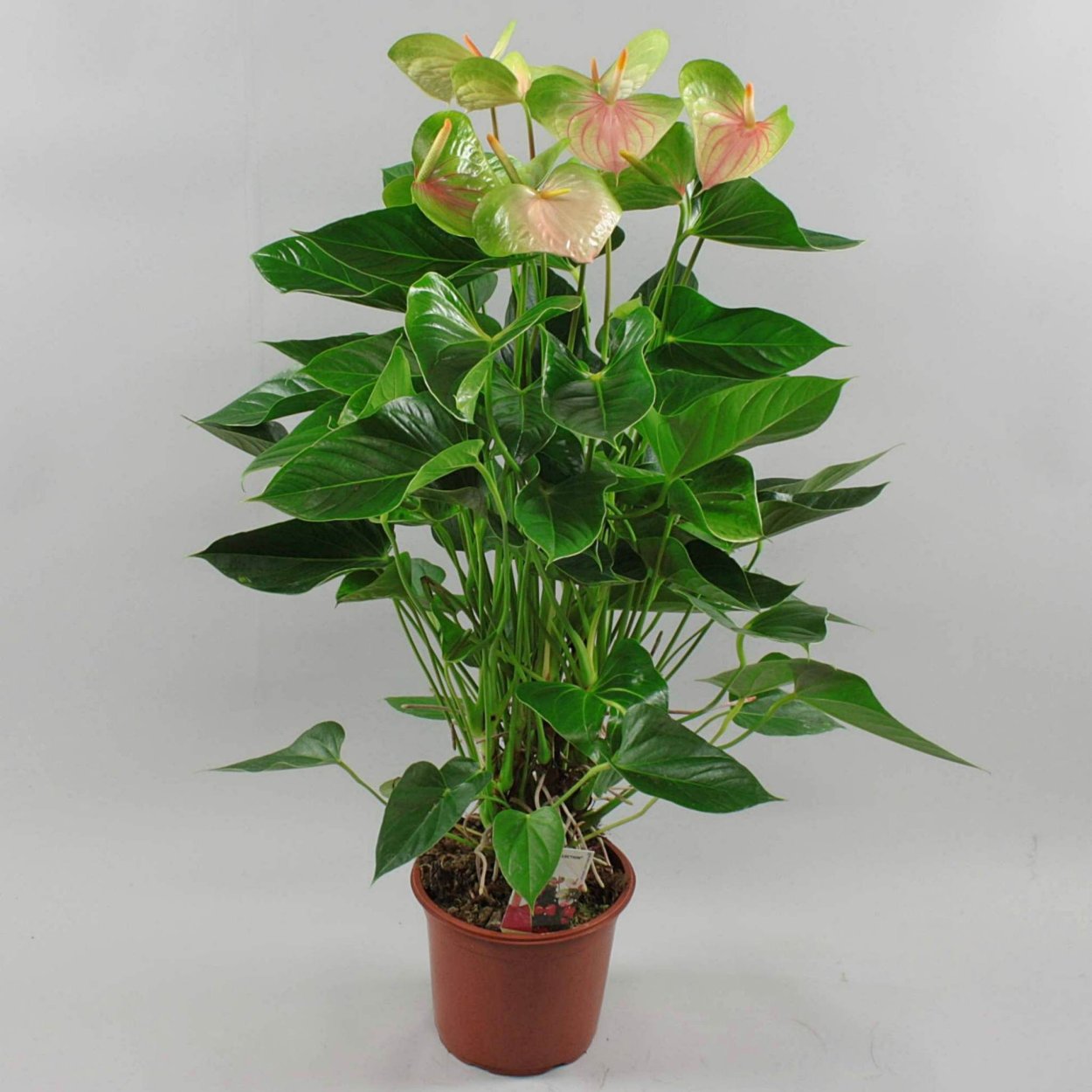 Антуриум Санора