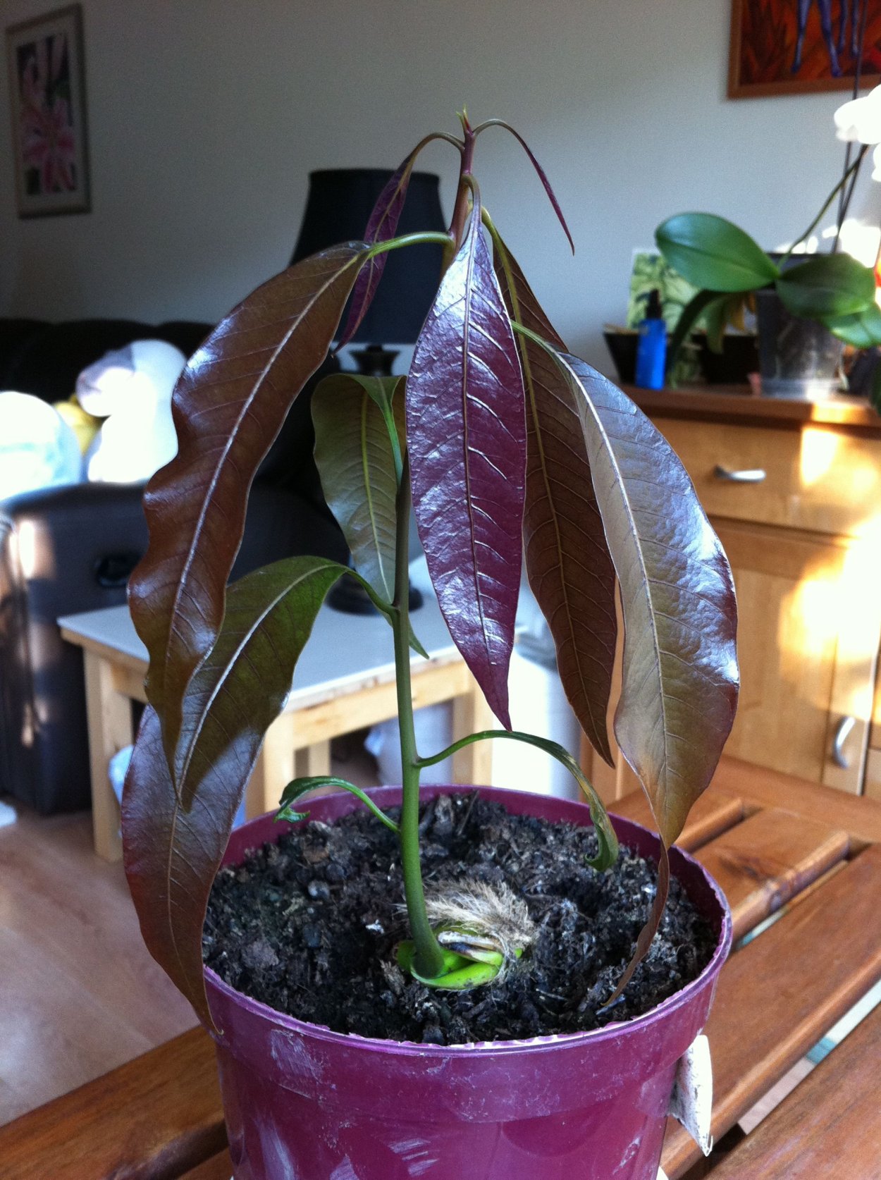 Прорастить манго