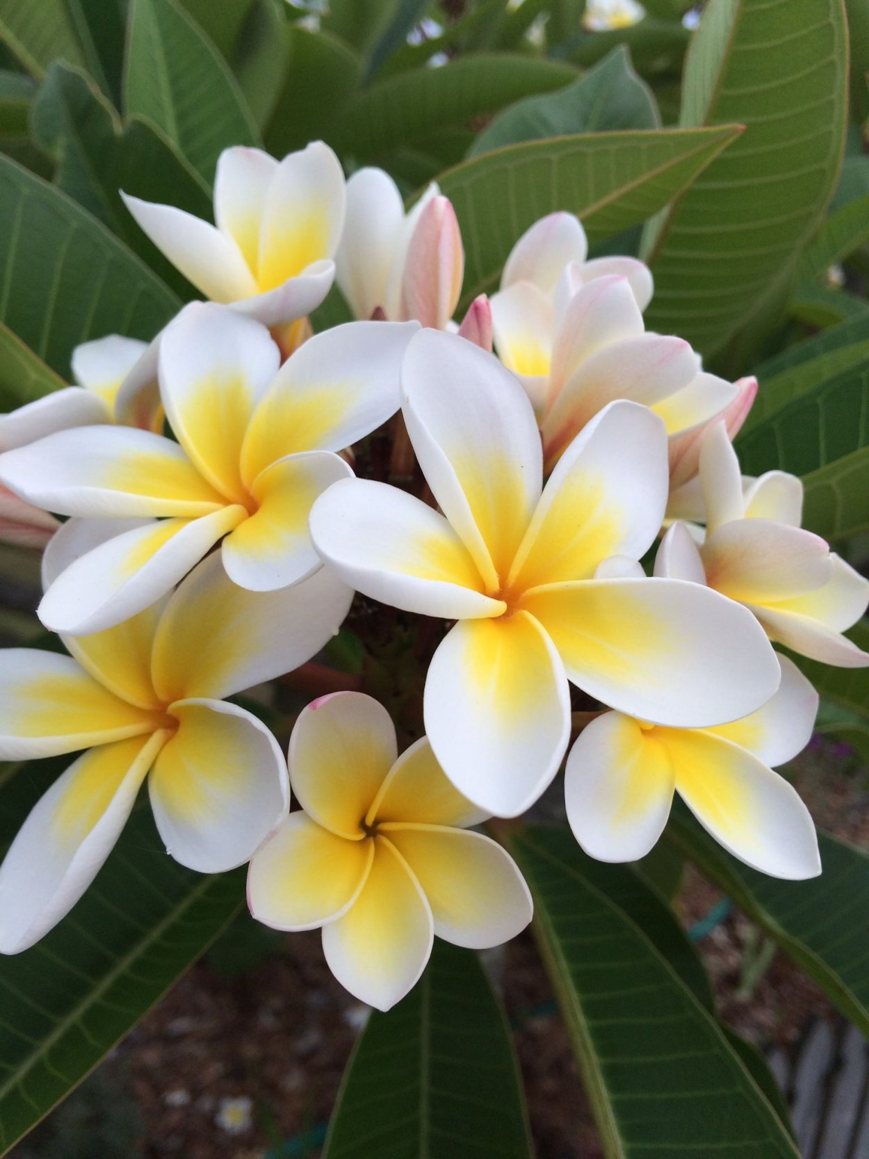 Плюмерия Франжипани манго