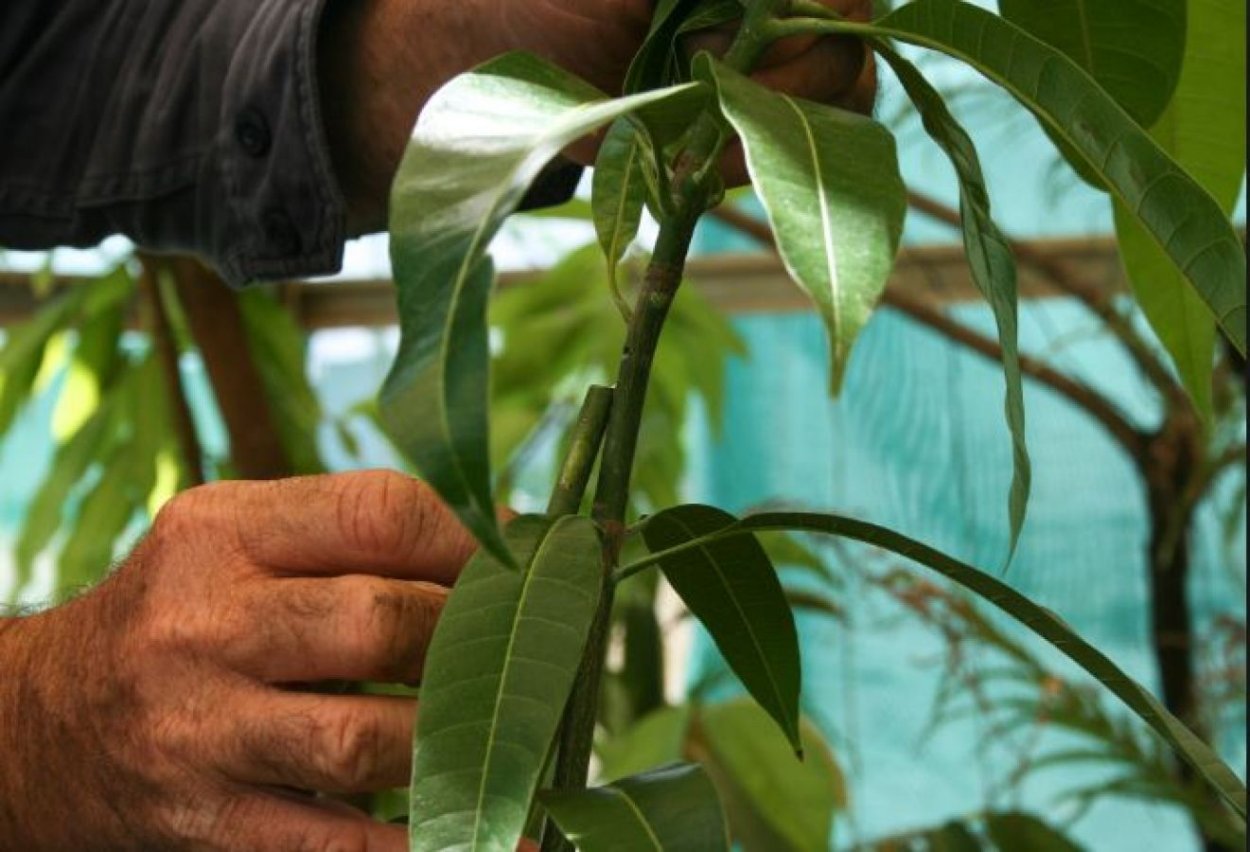 Манго дерево в домашних условиях