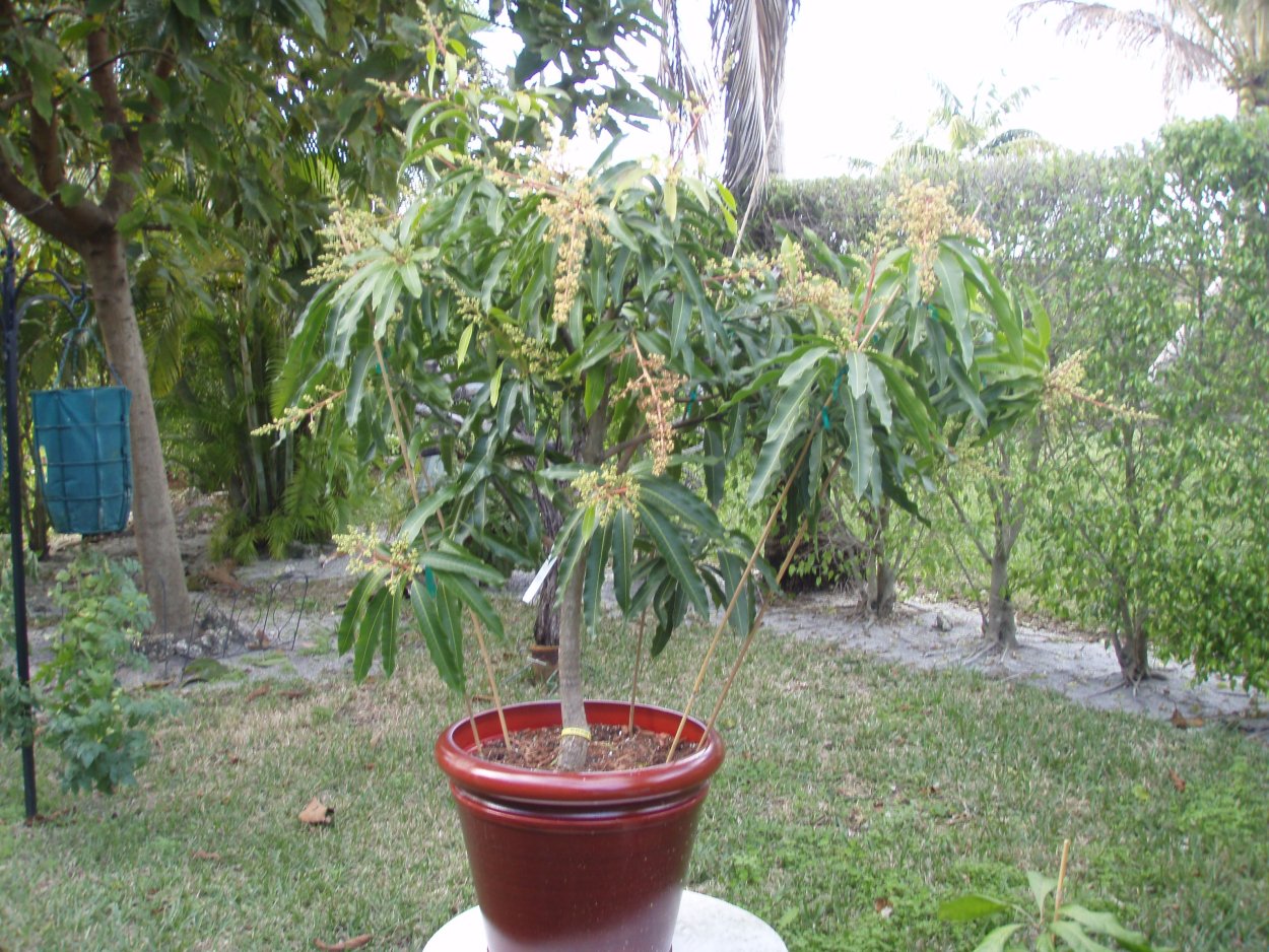 Манго дерево в горшке