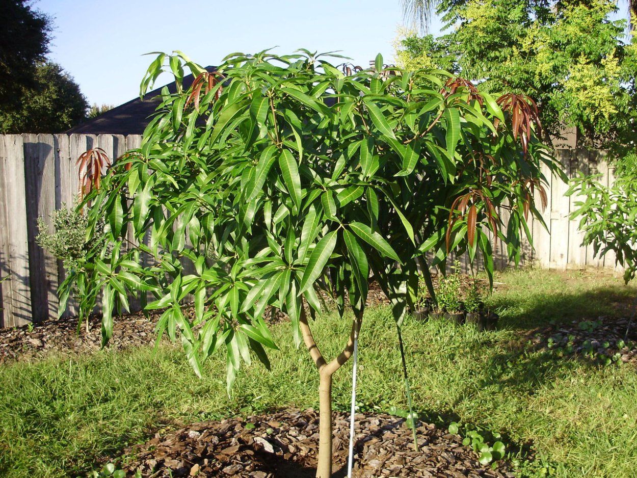 Манго дерево молодое