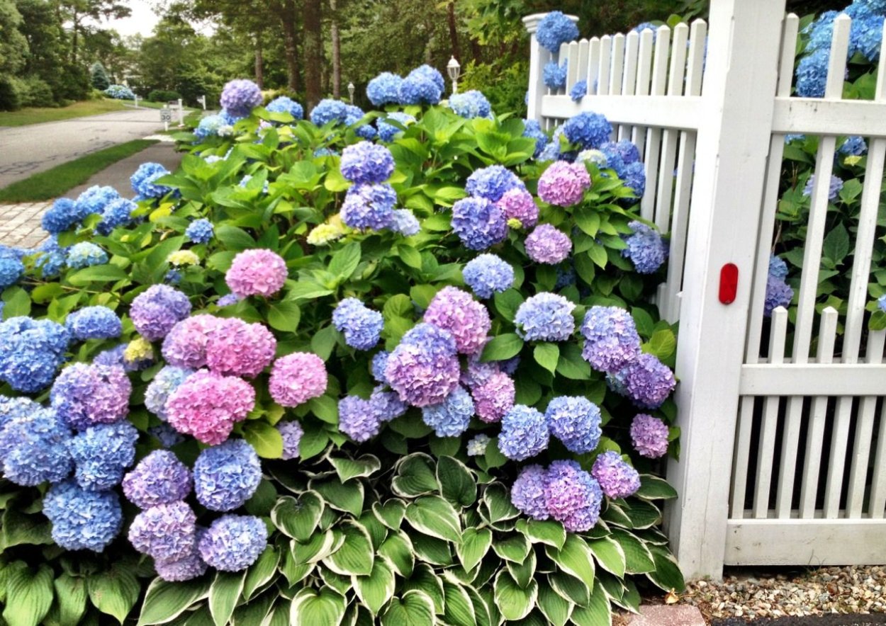 Гортензия Палисад