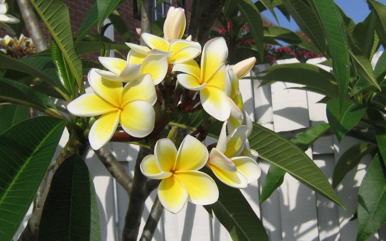 Плюмерия фикус