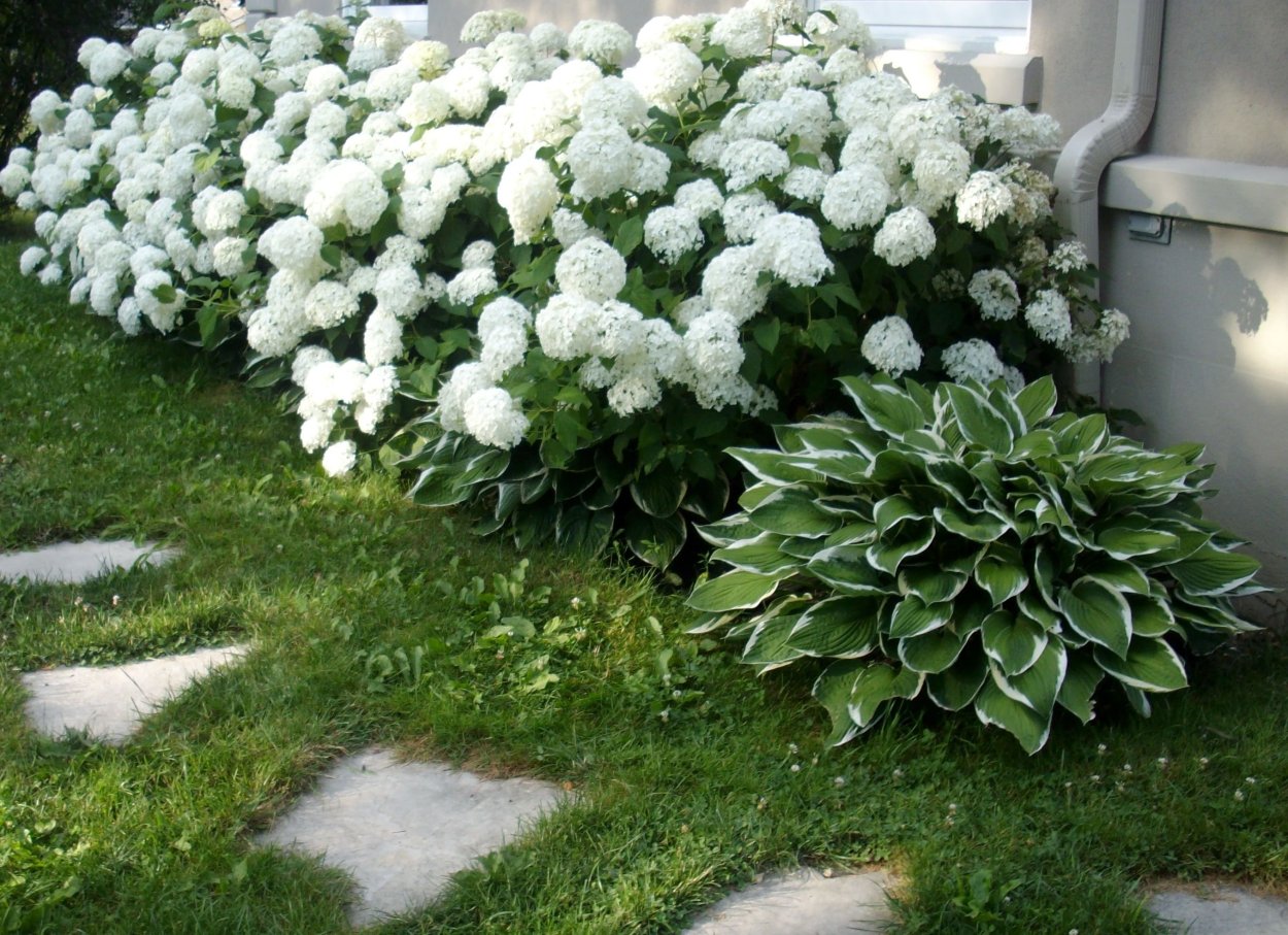 Гортензия астильба Хоста вместе