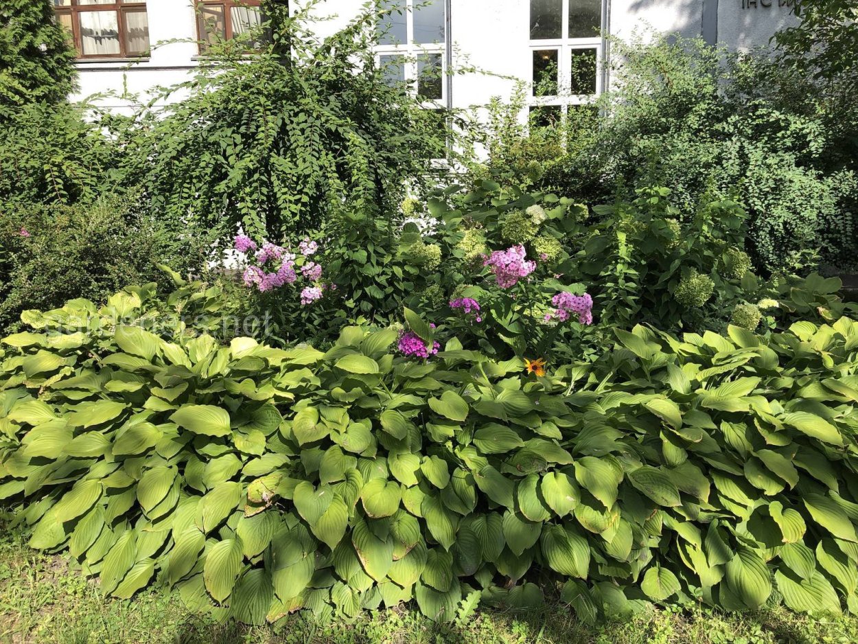 Хоста, пионы Хоста астильба