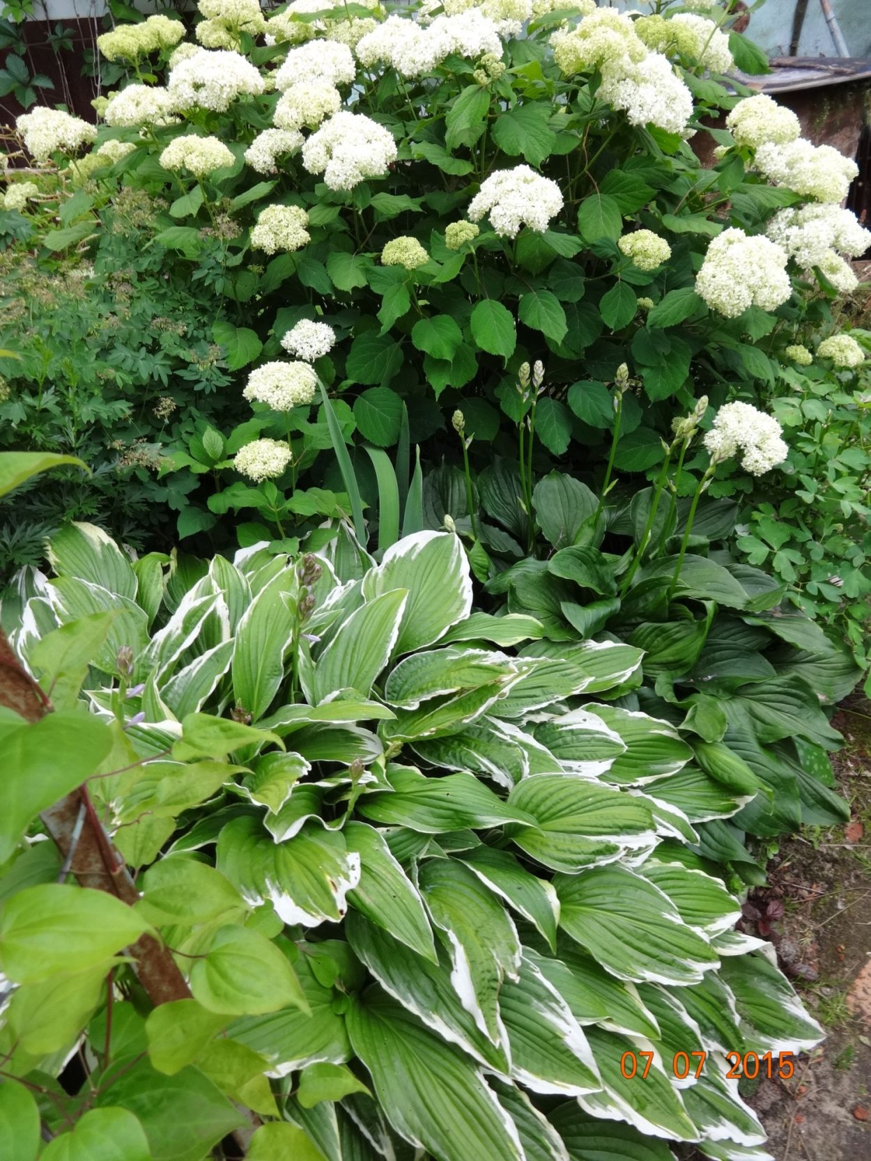 Гортензия дерен Хоста