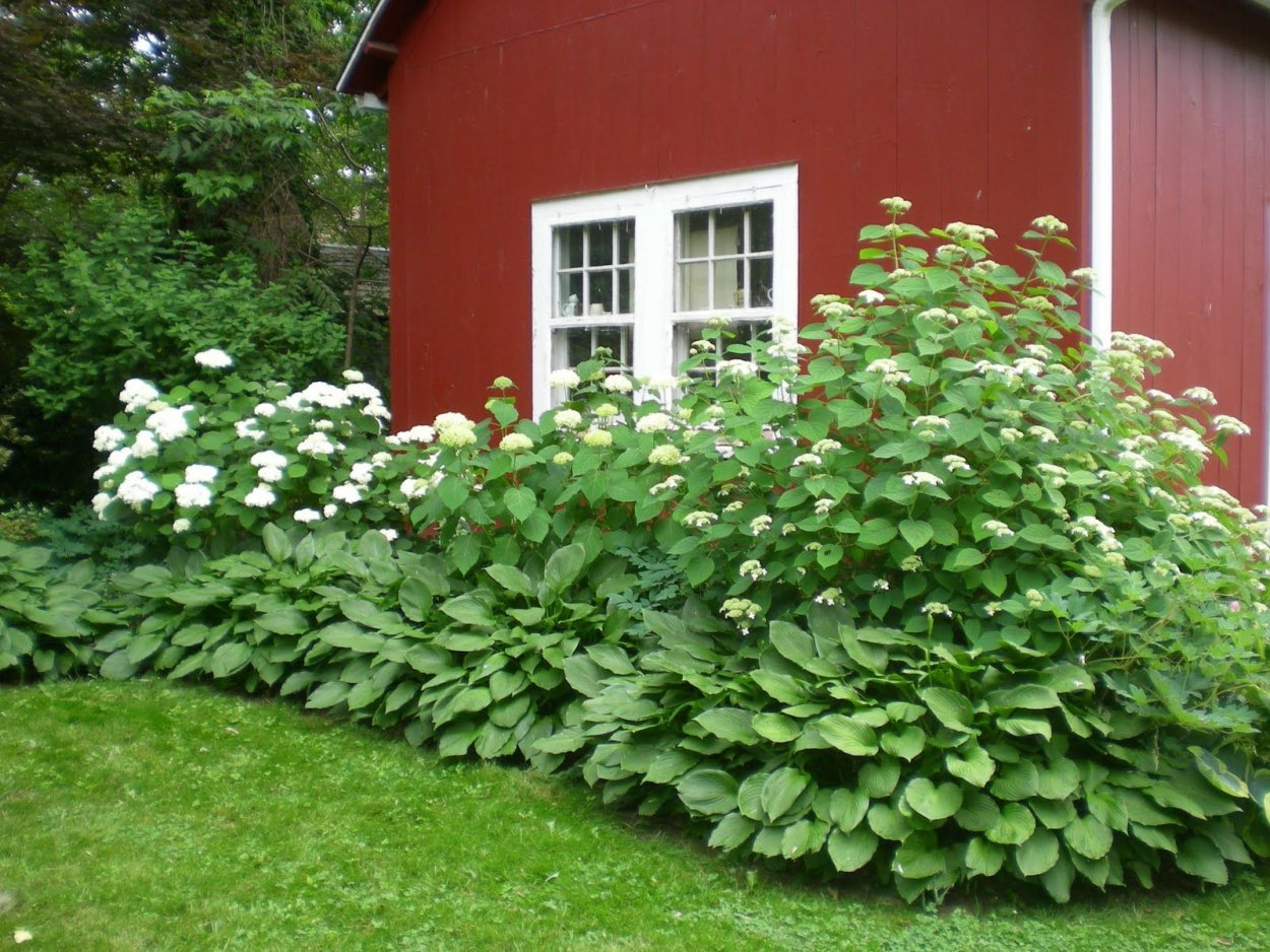 Бордюр с гортензией бобо